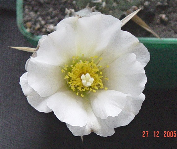 bfi1313798276p.jpg