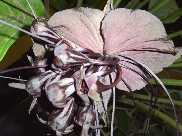 bfi1313947700m.JPG