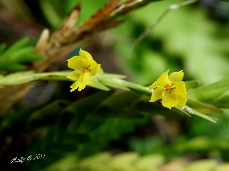 bfi1320259209v.jpg