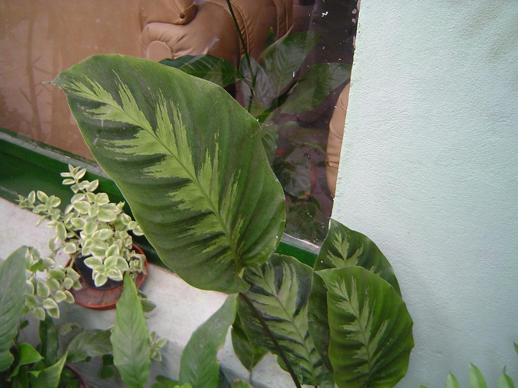 bfi1323705736s.JPG