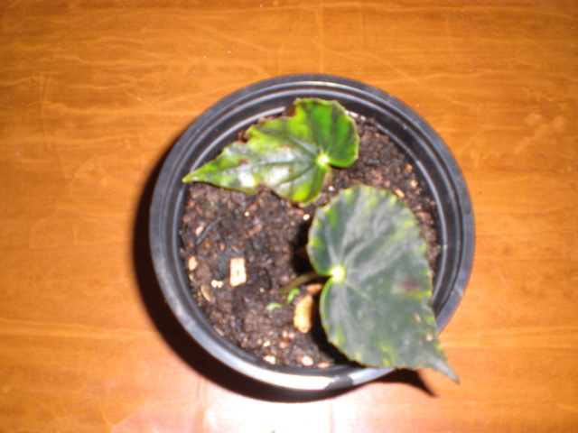 bfi1328275964h.JPG