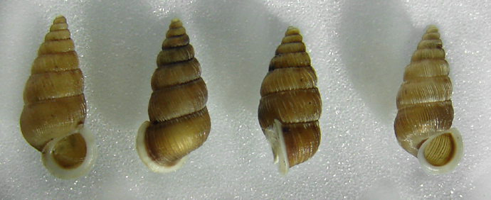 bfi1331153718r.jpg