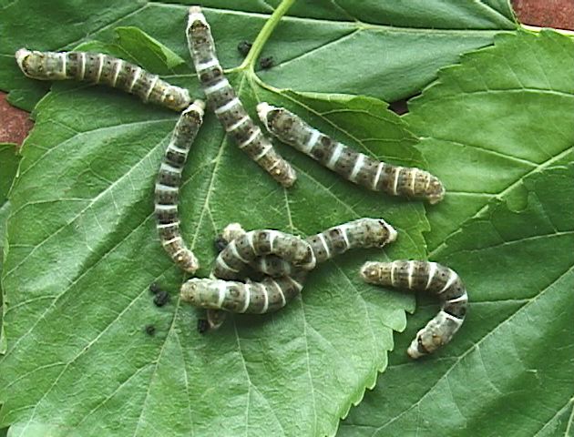 bfi1333354127o.jpg