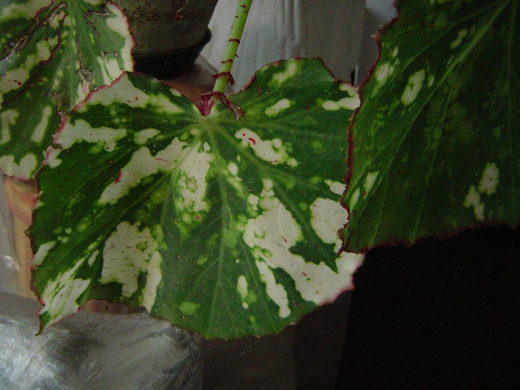 bfi1334606132o.JPG