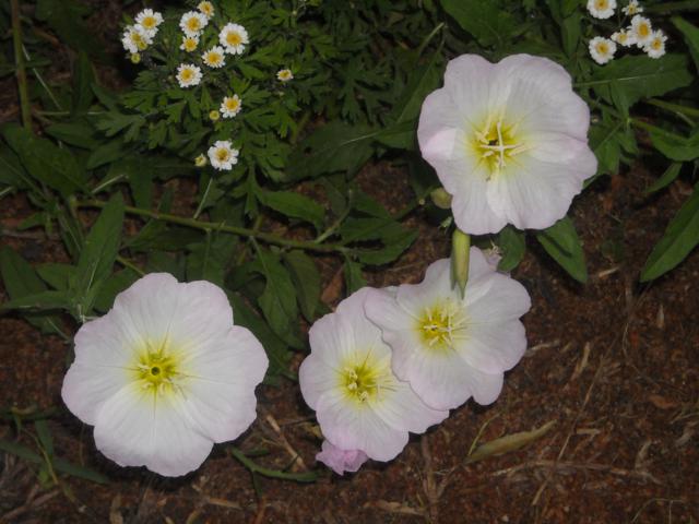bfi1335985329a.jpg