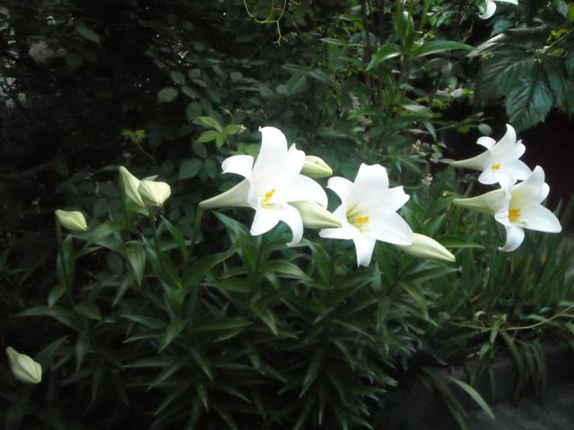 bfi1335985465i.jpg
