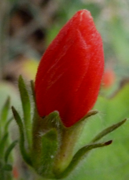 bfi1342823216i.jpg