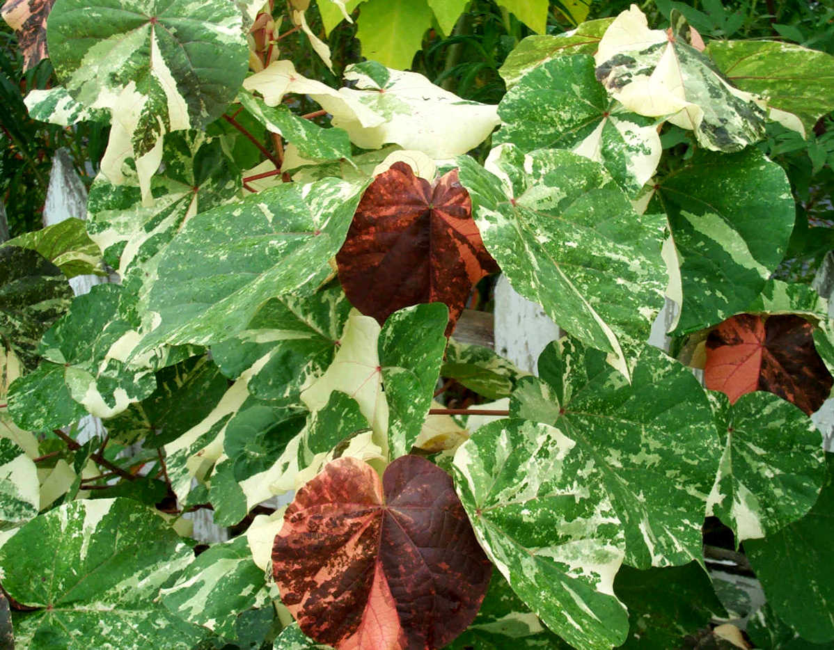 bfi1350909117n.jpg