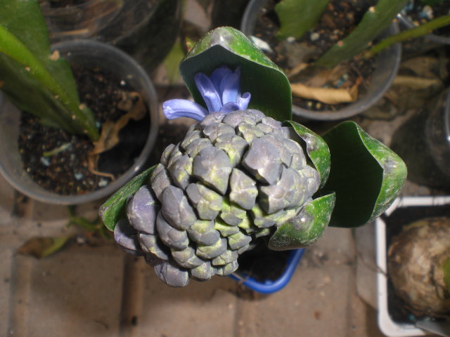 bfi1362753893h.JPG