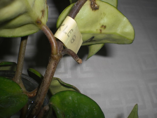 bfi1368797042g.JPG