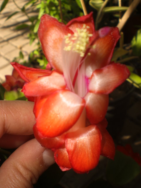bfi1371657776f.JPG