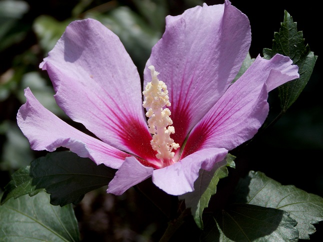 bfi1372184043h.JPG