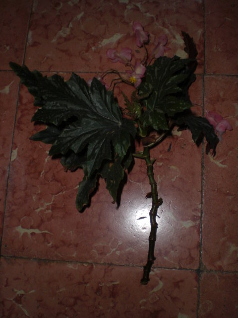 bfi1381688651z.JPG