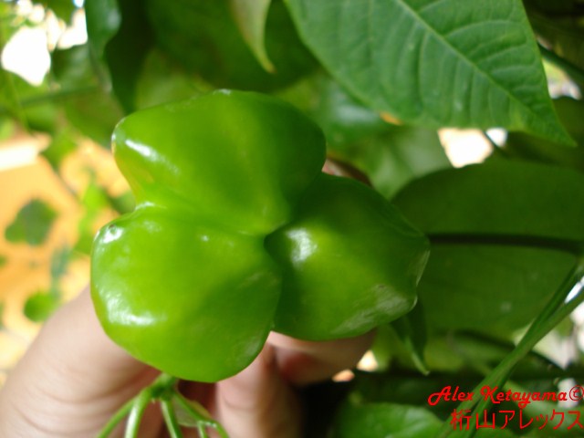 bgh%20%5B640x480%5D.JPG