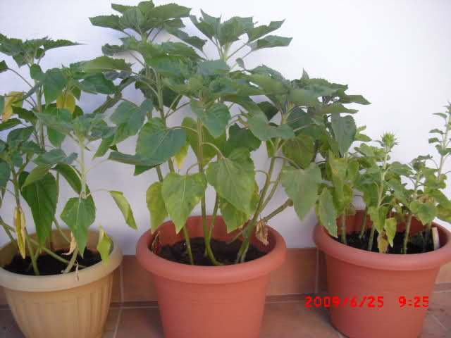 bhyp02.jpg