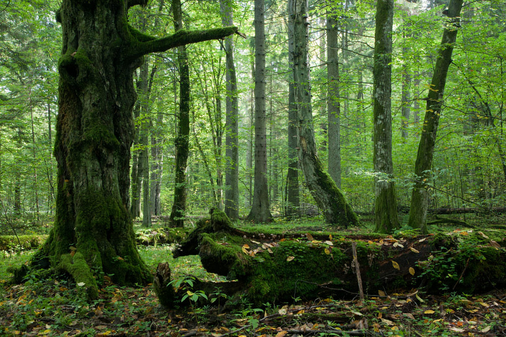 Bialowieza-Forest-Poland.jpg