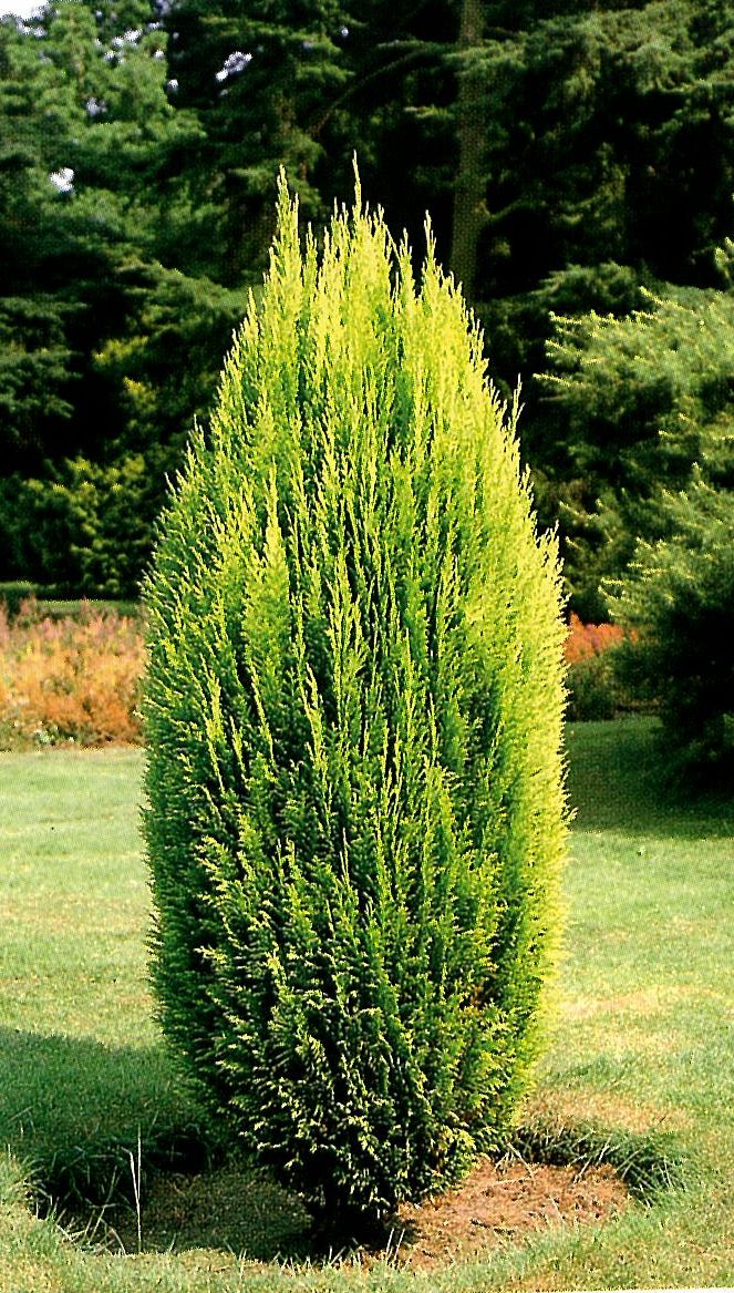 bibldb_63533_1178_710-Chamaecyparis%20lawsoniana%20Erecta%20Aurea.jpg
