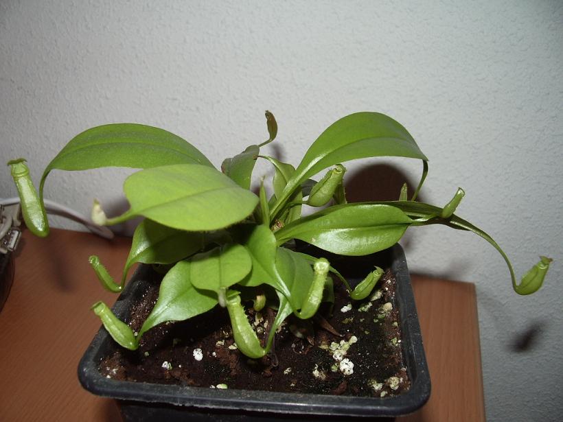 Bicalcarata.JPG