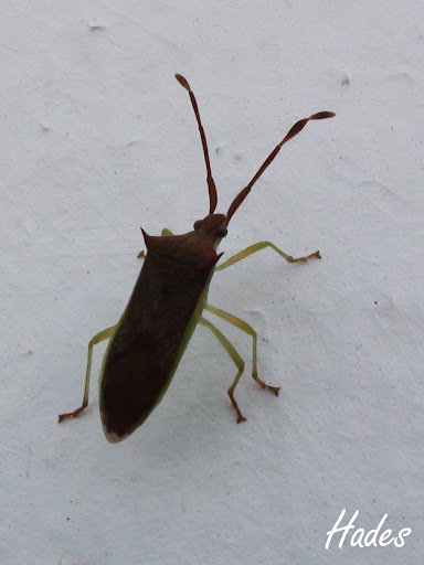 bichejo.jpg