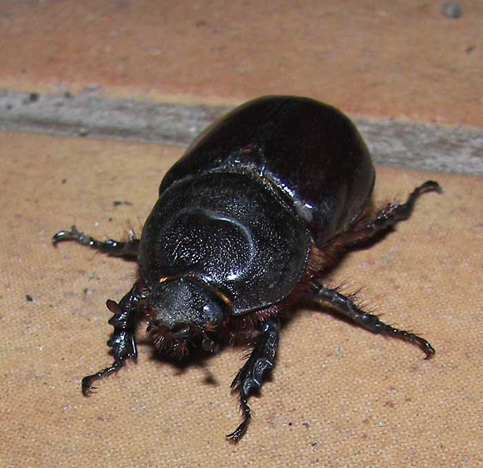 bichident103.jpg