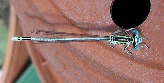 bichident120.jpg
