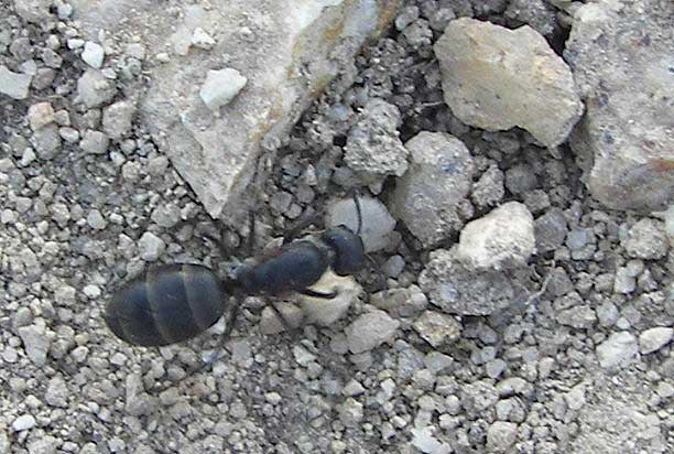 bichident121.jpg