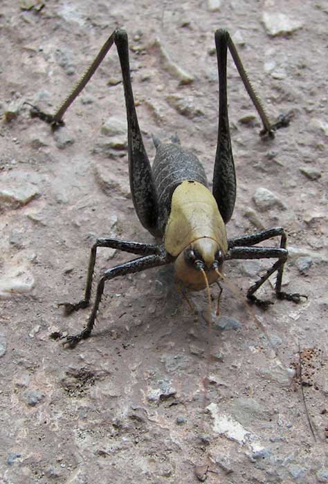 bichident147.jpg