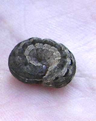 bichident3.jpg