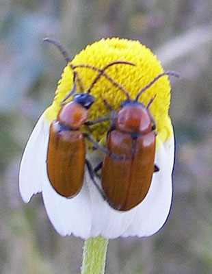 bichident40.jpg