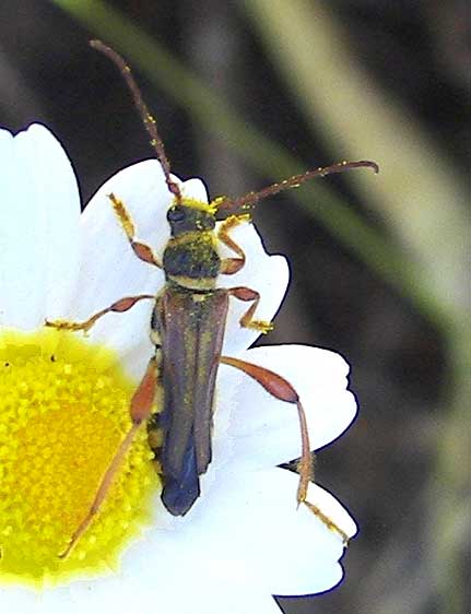 bichident65.jpg