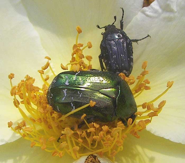 bichident70.jpg