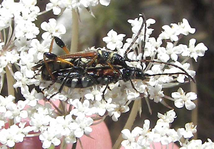 bichident85.jpg