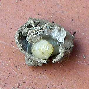 bichident871.jpg