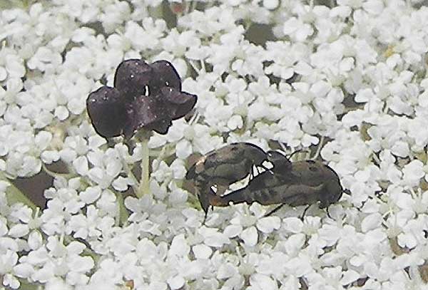 bichident90.jpg