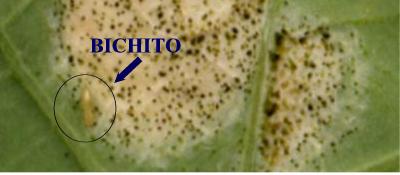 bichito%20BUENO.jpg