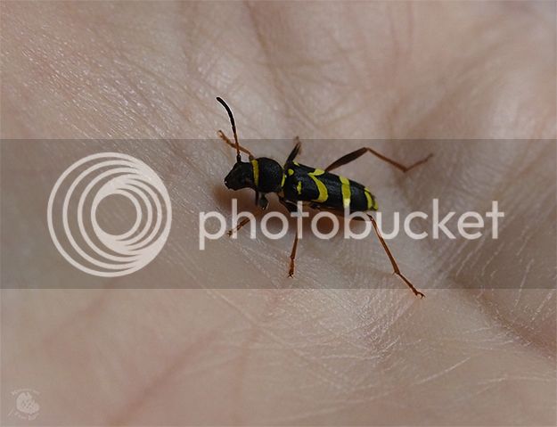 Bichito2_zpsrimmkysc.jpg