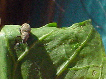 bicho-come-hojas-2.jpg