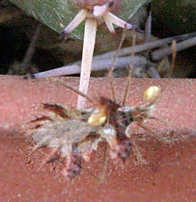 bicho-raro-1.jpg