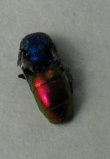 bicho10.jpg