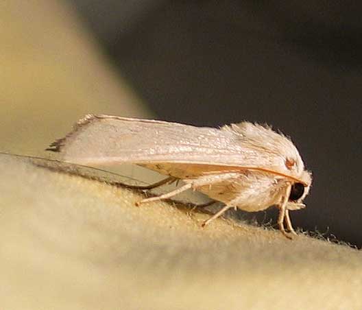 bicho12.jpg