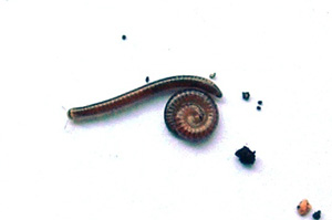 bicho2%7E0.jpg