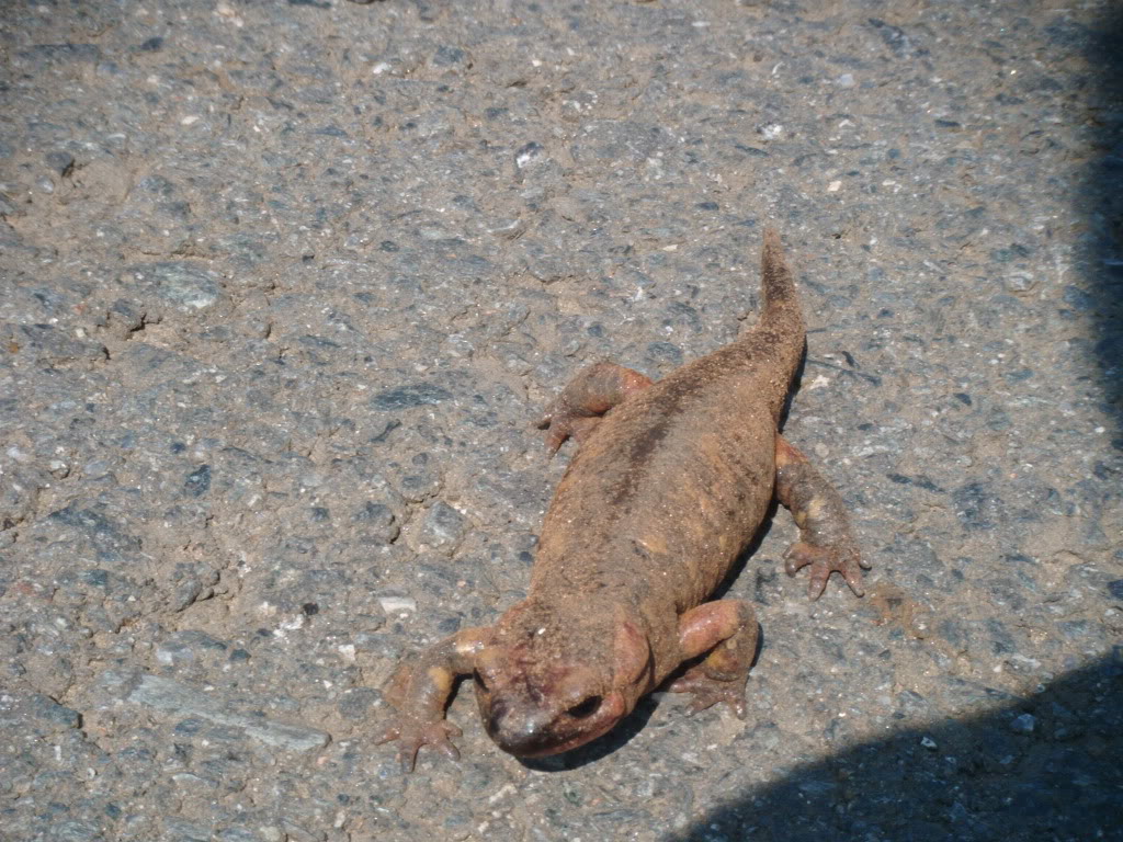 Bicho2.jpg