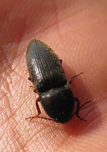 bicho27.jpg