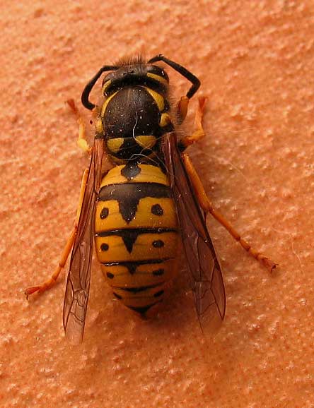 bicho28.jpg