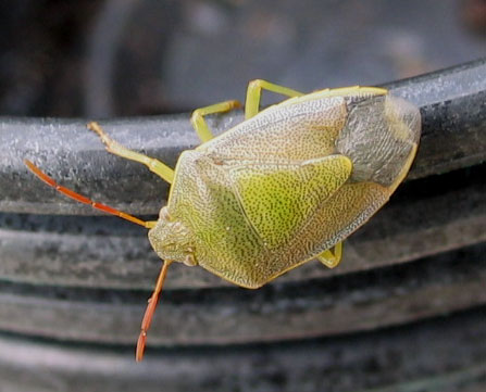 bicho4.jpg