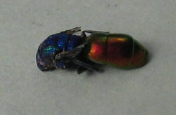 bicho9.jpg