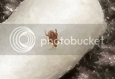 bicho_zpsj6x8zuoj.jpg