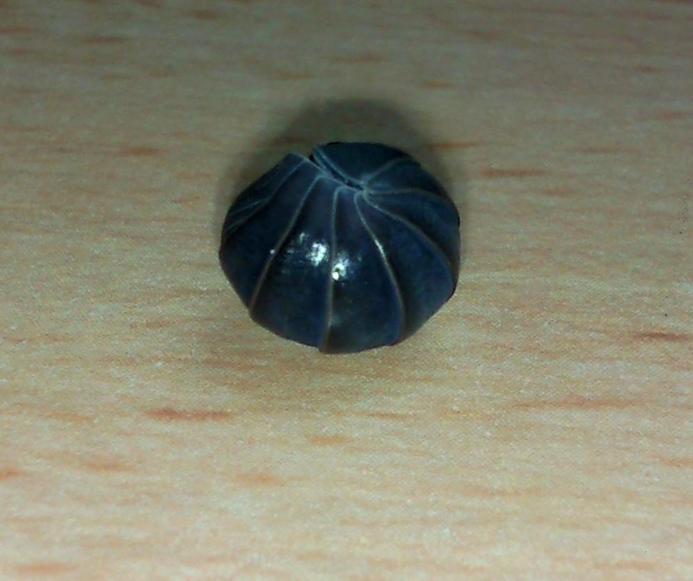 bichobola164.jpg