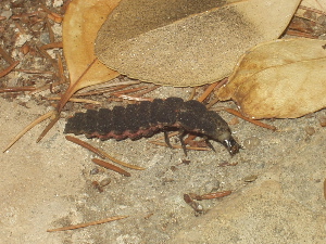 bichoraro.jpg