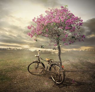 bicicleta-y-arbol-con-flores.jpg